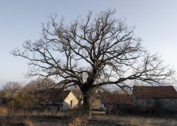 Gižuose iš senovinio paveldo pastato pavogta medienos