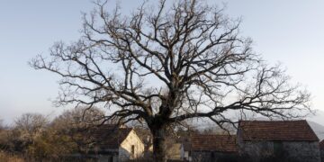 Gižuose iš senovinio paveldo pastato pavogta medienos