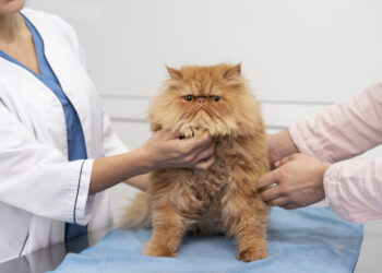 Apsilankymas pas veterinarą