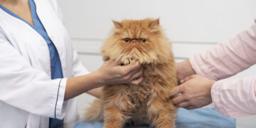 Apsilankymas pas veterinarą