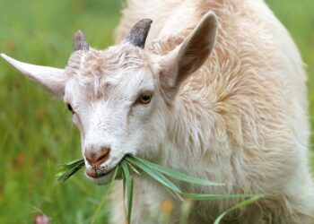 Pakeistas ūkinių gyvūnų veislių nustatymo pagal kraujo laipsnį tvarkos aprašas
