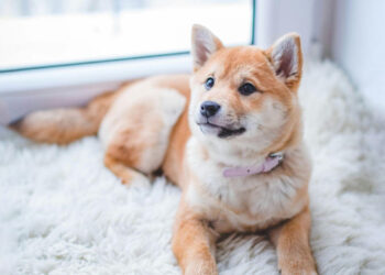 Kodėl svarbu pasirinkti itin gerą maistą šuniukui?