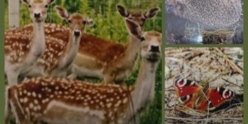 Rimos Biskytės paroda