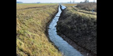 Sureguliuotas Skriaudupio upelis