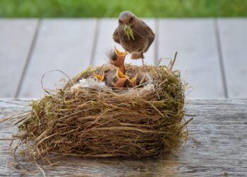 Paukščio jauniklis