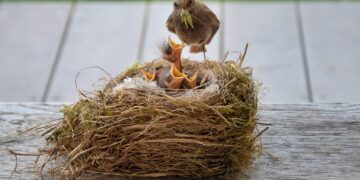 Paukščio jauniklis