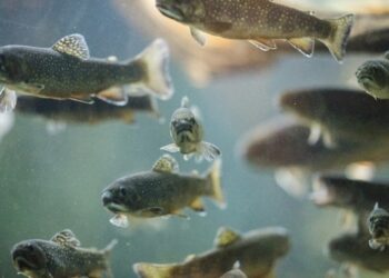 Menkė ir kitos baltos žuvys: kuo jos skiriasi?