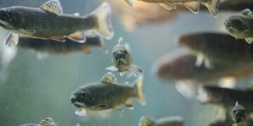 Menkė ir kitos baltos žuvys: kuo jos skiriasi?