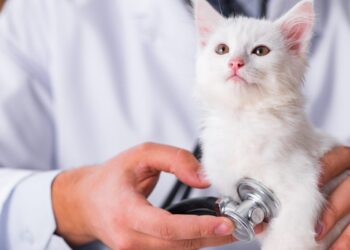 Planuojate įsigyti katę? Veterinaro patarimai Jums