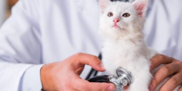 Planuojate įsigyti katę? Veterinaro patarimai Jums