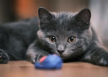 Spauda ant marškinėlių: būdai ir idėjos. Kaip pasirinkti?