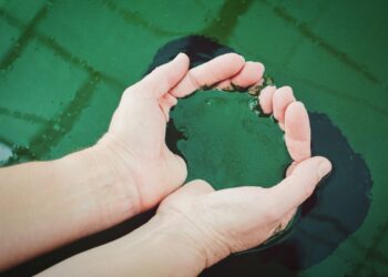 Spirulinos ir Rhodiola Rosea papildai: ką tai turi bendro?