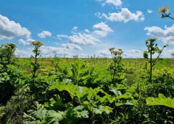 Sosnovskio barščiai