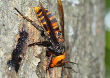 Dovanos verslo partneriams: atsako etiketo specialistas