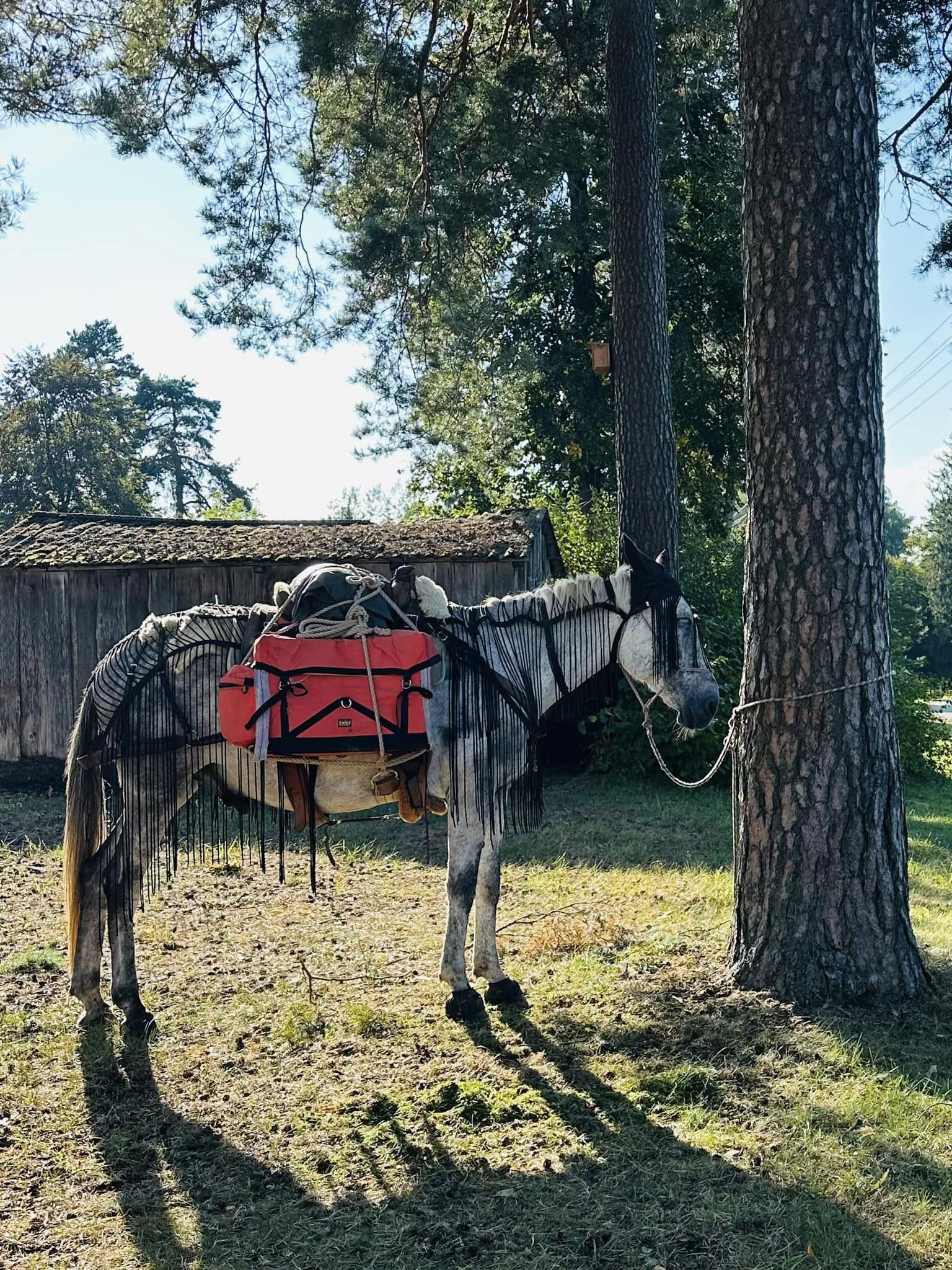 Kruopščiai išpuoselėti kelioniniai žirgai