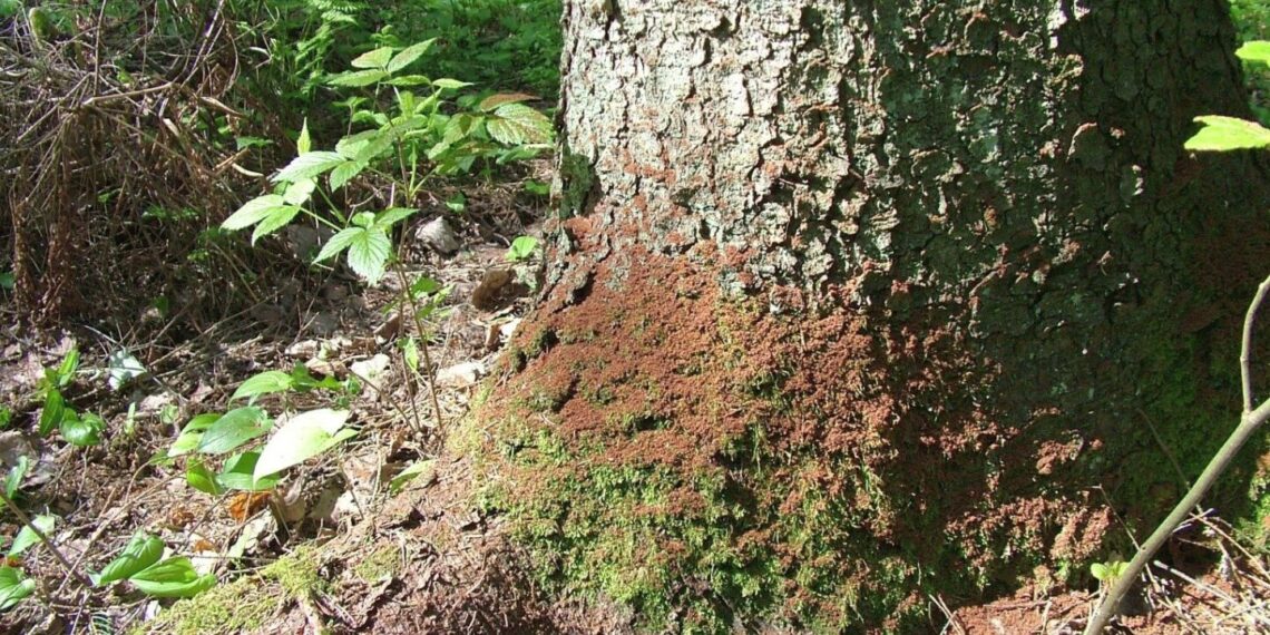 Žievėgraužis tipografas dar aktyviai graužia egles, dėl sausų orų dar tinkamas metas jas išvežti