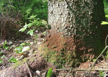 Žievėgraužis tipografas dar aktyviai graužia egles, dėl sausų orų dar tinkamas metas jas išvežti