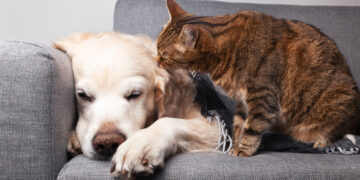 Kaip užtikrinti mylimo augintinio emocinę gerovę namuose?