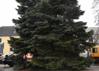 Į Vilkaviškio miesto aikštę atkeliavo Kalėdų eglė