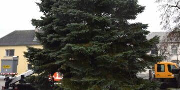 Į Vilkaviškio miesto aikštę atkeliavo Kalėdų eglė