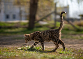 Katė šlubuoja? Kaip jai padėti ir kokias problemas tai rodo