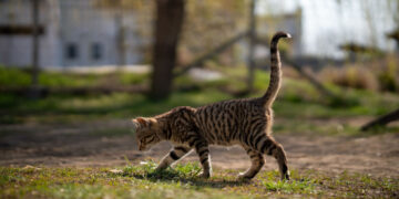 Katė šlubuoja? Kaip jai padėti ir kokias problemas tai rodo