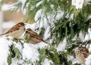 Paukščiai žiemą