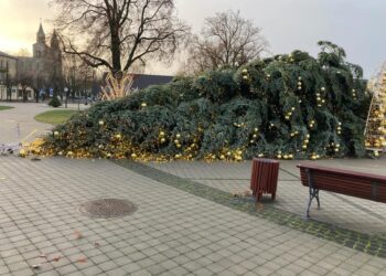 Grinčas bando pavogti Kalėdas Vilkaviškyje: dėl stipraus vėjo nugriuvo miesto Kalėdų eglė