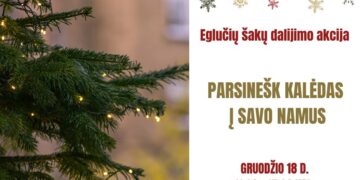 Parnešk Kalėdas į savo namus“ – šiandien Marijampolėje vyks eglučių šakų dalijimo akcija