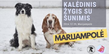 KALĖDINIS ŽYGIS SU ŠUNIMIS Marijampolėje