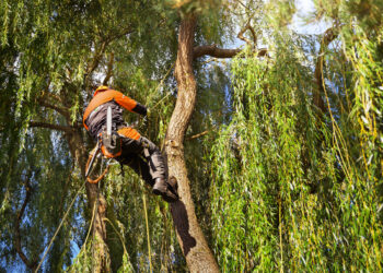 Kieme augantys dideli medžiai – ne tik puošmena, bet ir pavojus