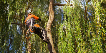Kieme augantys dideli medžiai – ne tik puošmena, bet ir pavojus
