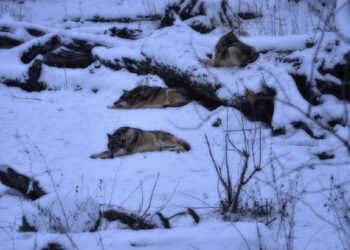 Medžiojamų gyvūnų padaryta žala bus nustatoma tiksliau
