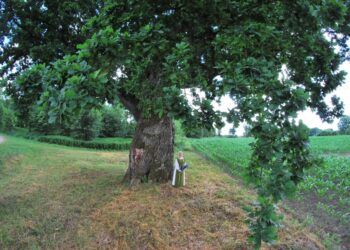 Kvietkinės ąžuolas paskelbtas valstybės saugomu gamtos paveldo objektu