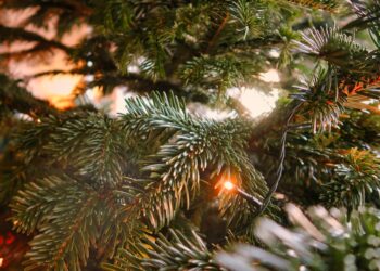 Pasibaigus šventėms Vilkaviškio rajone kviečiama atsakingai atsisveikinti su Kalėdinėmis eglutėmis