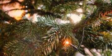 Pasibaigus šventėms Vilkaviškio rajone kviečiama atsakingai atsisveikinti su Kalėdinėmis eglutėmis