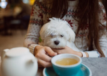 Draugiška gyvūnams kavinė