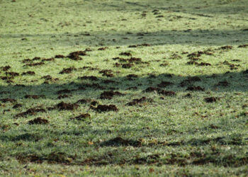 Kurmių daroma žala kieme: kaip atpažinti ir efektyviai su tuo kovoti?