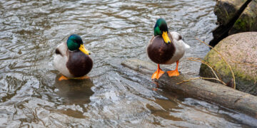 Laukiniai paukščiai