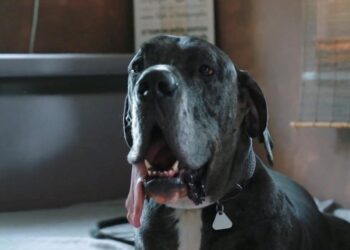 Vokiečių dogas Ramzis