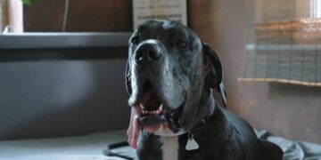 Vokiečių dogas Ramzis