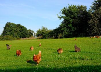 Nauja viltis ūkininkams: Savitarpio pagalbos fondai prieš rinkos svyravimus