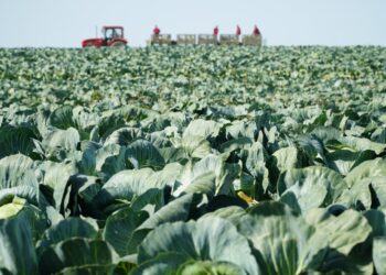 Modernizuok savo ūkį: investicinė parama smulkiems ir stambiems ūkiams