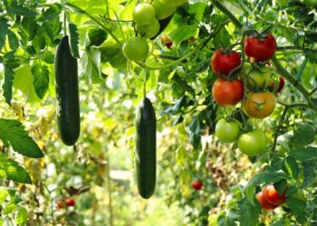 Prasidėjo pasėlių deklaravimas