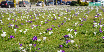 Pavasaris atėjo į Marijampolę - mieste sužydės daugiau nei 30 tūkst. gėlių žiedų