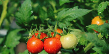 Pomidorai