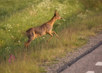Kadastriniai matavimai: kokius dokumentus reikia pateikti prieš jų atlikimą?