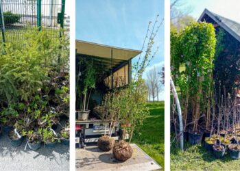 Žaliuojanti Marijampolė – išdalinti augalų sodinukai