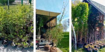 Žaliuojanti Marijampolė – išdalinti augalų sodinukai