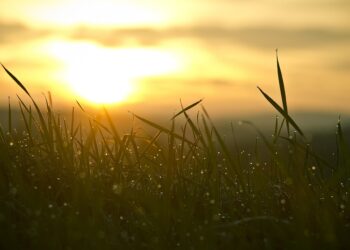Kazlų Rūdos savivaldybė ragina prižiūrėti savo aplinką